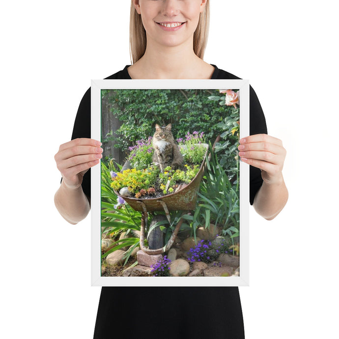 Cat in Wheel barrel Framed poster